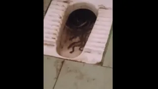 Poor Toilet Hygiene In Tamil Nadu Govt College Leads To Snake Infestation; Viral Video Of Multiple Snakes Disgusts Internet